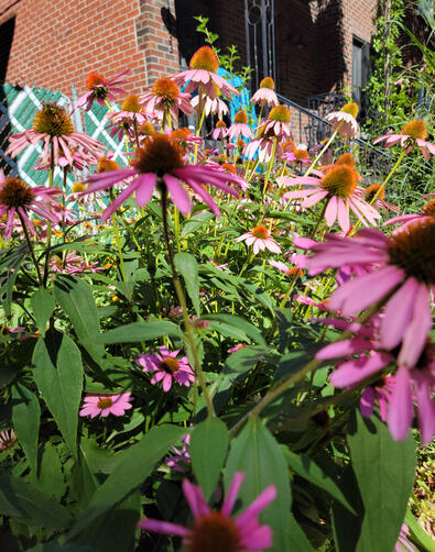 Urban Pollinator Garden - 2nd Season