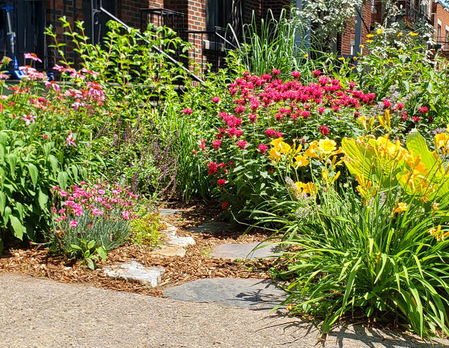 Urban Pollinator Garden - 3rd Season
