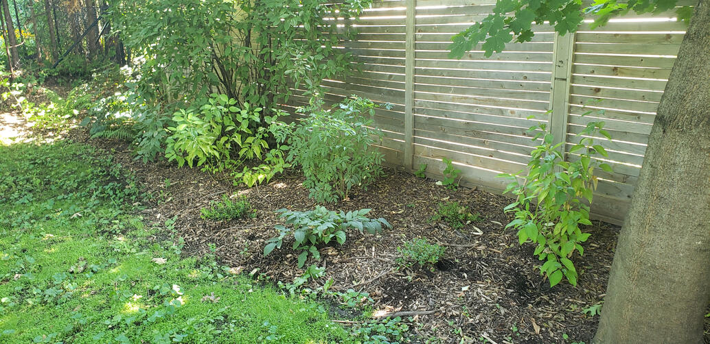 Urban Pollinator Garden - 1st Season