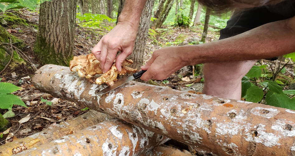 Mushroom Log Harvesting