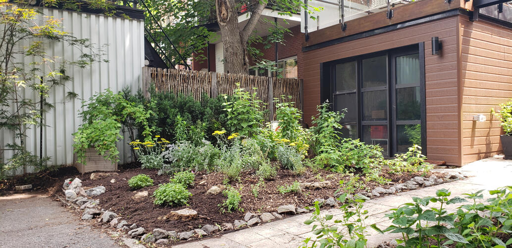 Urban Pollinator &amp; Herb Garden - 1st Season