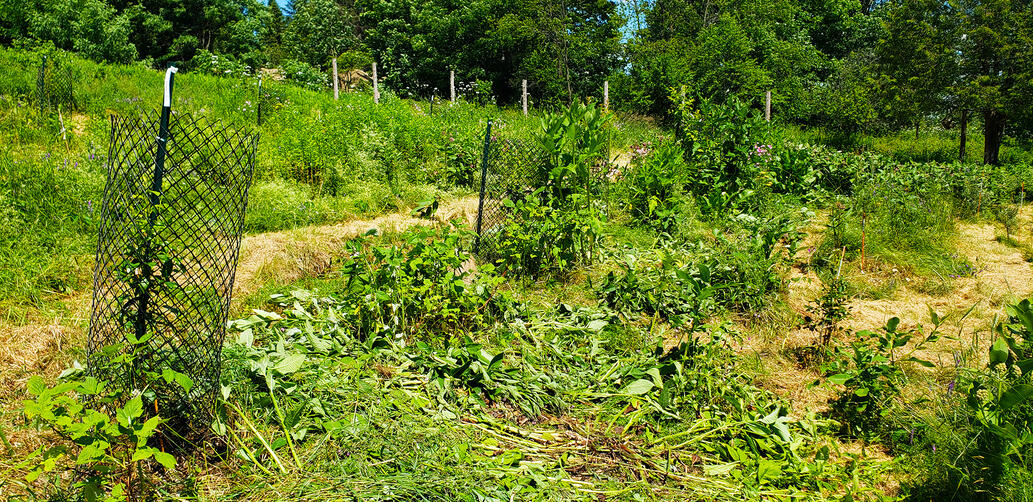 Rural Orchard Guild - 2nd Season