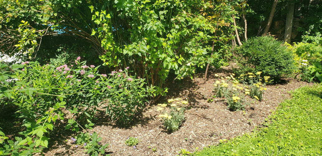 Urban Pollinator Garden - 1st Season